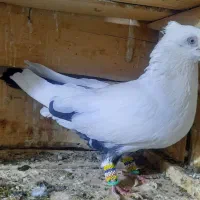 کبوتر|پرنده|شوط, |دیوار