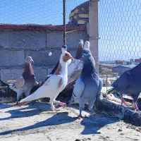 8عدد کفتر شکار|پرنده|کرمان, |دیوار