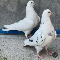 ماده پشت کشمشی