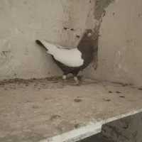 کفتر دورنگ دم سیاه نرمست شلاقی|پرنده|الوند, |دیوار