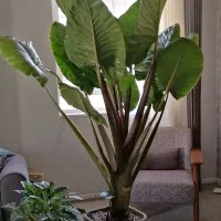 گل بابا آدم 2 متری