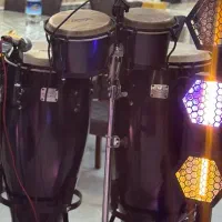 تومبا و بینگو بنگو  در حد