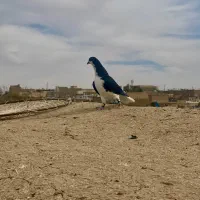 جفتگاه شامی مینا شامی ساده سیا|پرنده|تربت‌حیدریه, کلاته توکلی|دیوار