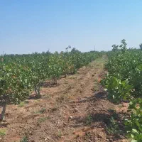 فروش-باغ-پسته-پر-بار-در-ایلخچی-با-بهترین-موقعیت