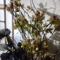 گل شاخه ای باگلدون