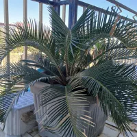 گل وگیاه|گل و گیاه طبیعی|آق قلا, |دیوار