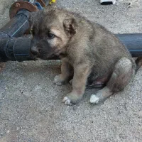 توله سرابی اصیل