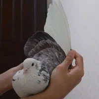 کبوتر پریده