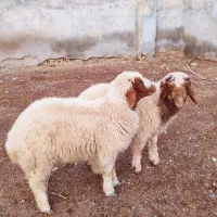 دوعدد بره یا گوسفند نر