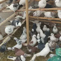 100عدد کبوتر کبکی به صورت یکجا|پرنده|آمل, |دیوار