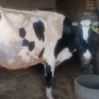 فروش گاو گوساله دار  و ابستن