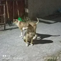 توله جفت نرهمقال|سگ|آبکوه, |دیوار