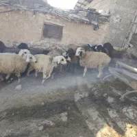 شیشک میش داشتی