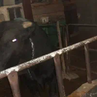 گاو و گوساله|حیوانات مزرعه|خفر, |دیوار