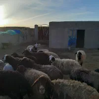 بره و میش|حیوانات مزرعه|بشاریات, |دیوار