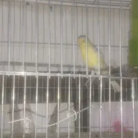 قناری نیم دهن|پرنده|شیراز, شهرک مطهری|دیوار