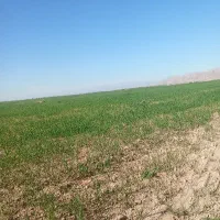 خریدار نوار تیپ