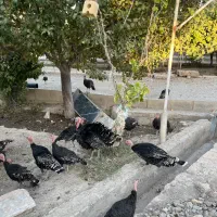 بوقلمون برنز انگلیسی|حیوانات مزرعه|مشهد, آبکوه|دیوار