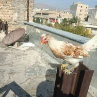 فروش خروس محلی اصل|حیوانات مزرعه|شیراز, تندگویان|دیوار