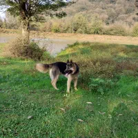 ژرمن نر|سگ|لاهیجان, آهندان|دیوار