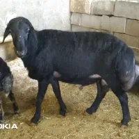 قوچ
