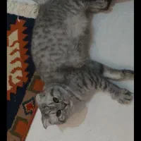 نر و ماده اسکاتیش فروش فوری|گربه|تهران, ولنجک|دیوار