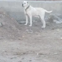 سگ‌افغان‌‌الماس
