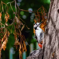 لنز ۵۵-۲۵۰ کنون ماونت EF|دوربین عکاسی و فیلم‌برداری|زنجان, |دیوار