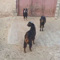 بزغالهنر|حیوانات مزرعه|زاگرس, |دیوار