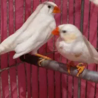 ۵تا فنچ یجفتش تخم کرده|پرنده|قرچک, شهرک طلائیه|دیوار