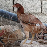 یک جفت لاری اصل|حیوانات مزرعه|گنبد کاووس, |دیوار