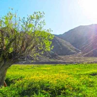 فروش-مزرعه
