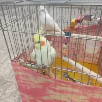 عروس هلندی خوشگل|پرنده|تهران, باغ خزانه|دیوار