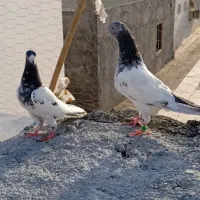 کفتر تیدی|پرنده|میناب, |دیوار