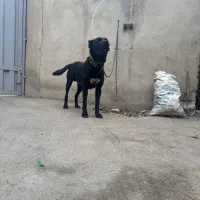 سرابی نر جفت یابی رایگان|سگ|ملارد, |دیوار