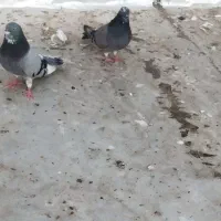 یک جفت