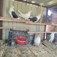 کبوتر دوکت|پرنده|نقده, |دیوار