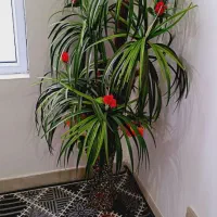 درختچه مصنوعی و جا حنا