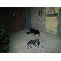 سگ دزدیده شده