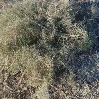 خوراک دام وشتر وغیره|عمده‌فروشی|سبزوار, قصبه غربی|دیوار