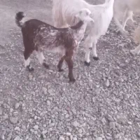 ۳عدد گوسفند|حیوانات مزرعه|کهنوج, |دیوار