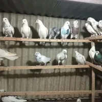 ۵۰تا کفتر