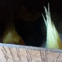 طوطی عروس مولد|پرنده|تاکستان, |دیوار