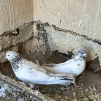 کفتر|پرنده|اندیشه, شهرک مریم|دیوار