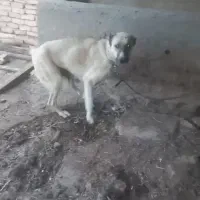 ماده افغان|سگ|قزوین, |دیوار