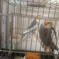 یجفت عروس هلندی بالغ وسالم وسرحال
