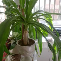 گل سوسن دوقلو