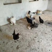 مرغ وخروس|حیوانات مزرعه|شیراز, شاهچراغ|دیوار