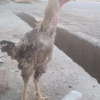 خروس لاری جوجه کش