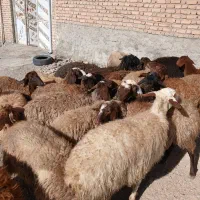 ۲۰عدد میش داشتی شیره دار